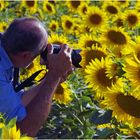 tutti i girasoli volevano una foto ......