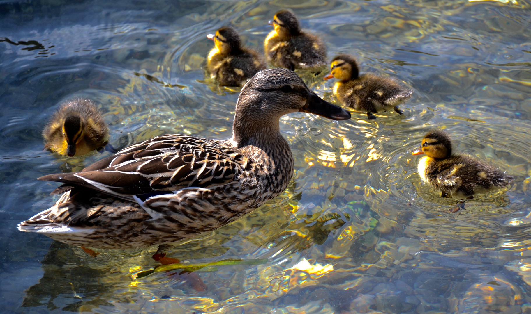 Tutti in acqua