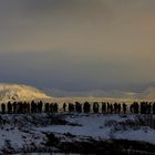 tutti in fila al tramonto