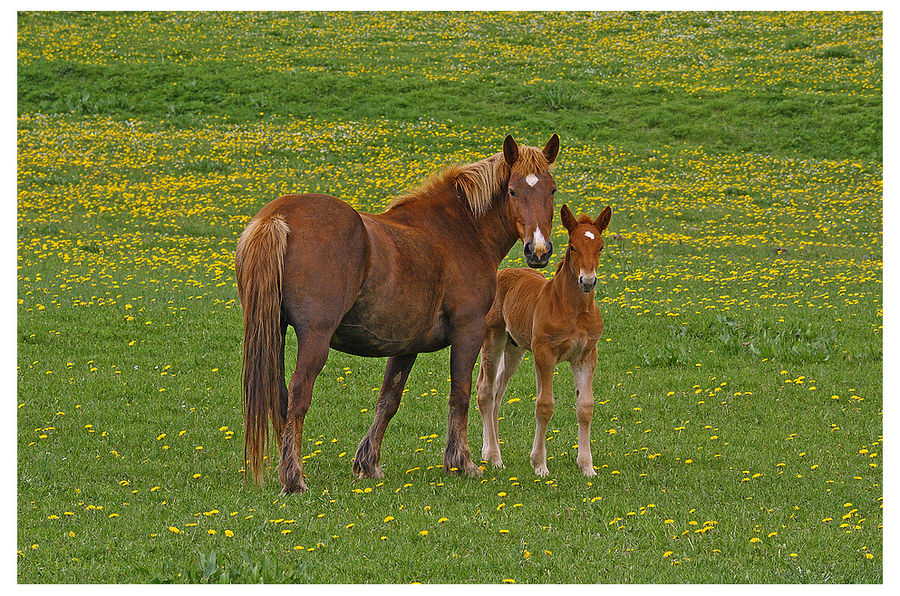 Tutto sua madre !!!!