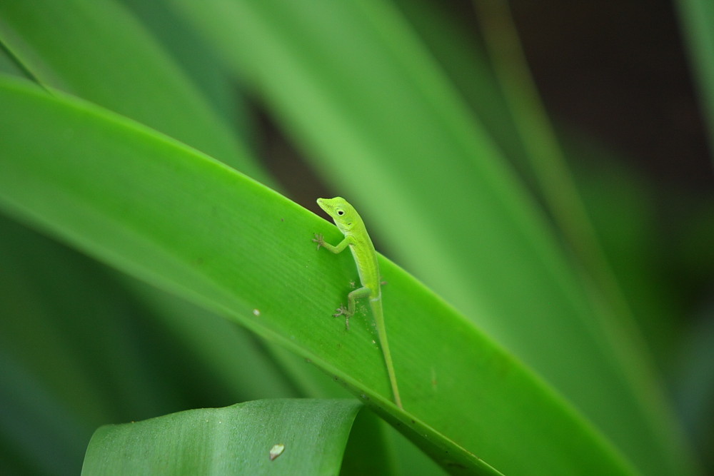 Tutto Verde