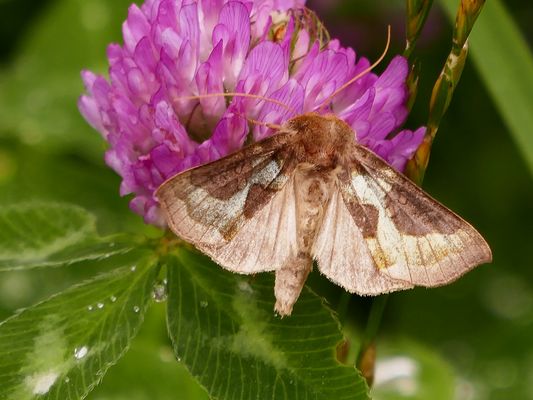 Tutts Messingeule, Diachrysia chrysitis/stenochrysis