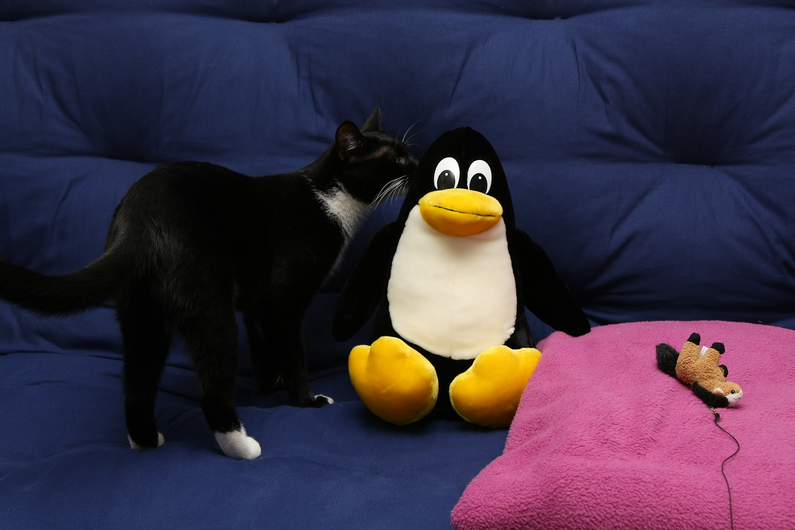 Tux auf dem Sofa #3