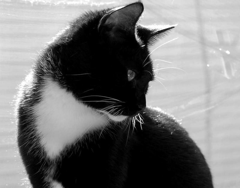 Tux (my cat)