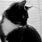 Tux (my cat)