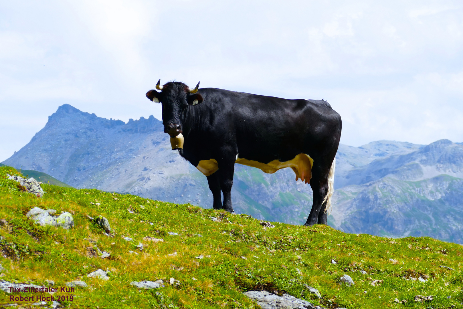 Tux-Zillertaler Kuh des schwarzen "Tuxer-Schlages" auf der Alm in Tirol