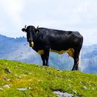 Tux-Zillertaler Kuh des schwarzen "Tuxer-Schlages" auf der Alm in Tirol