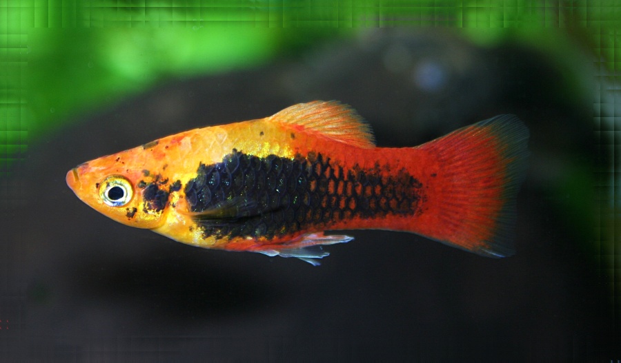 Tuxedo-Platy