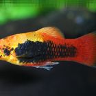 Tuxedo-Platy