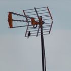 tv antenna on roof top nea ionia athens greece