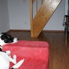 TV Hundestunde