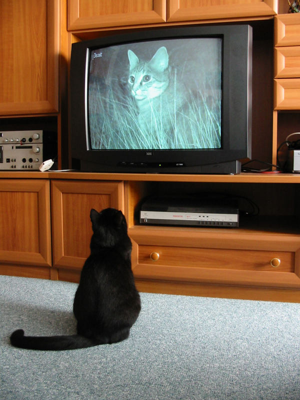 TV-Katze