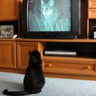 TV-Katze