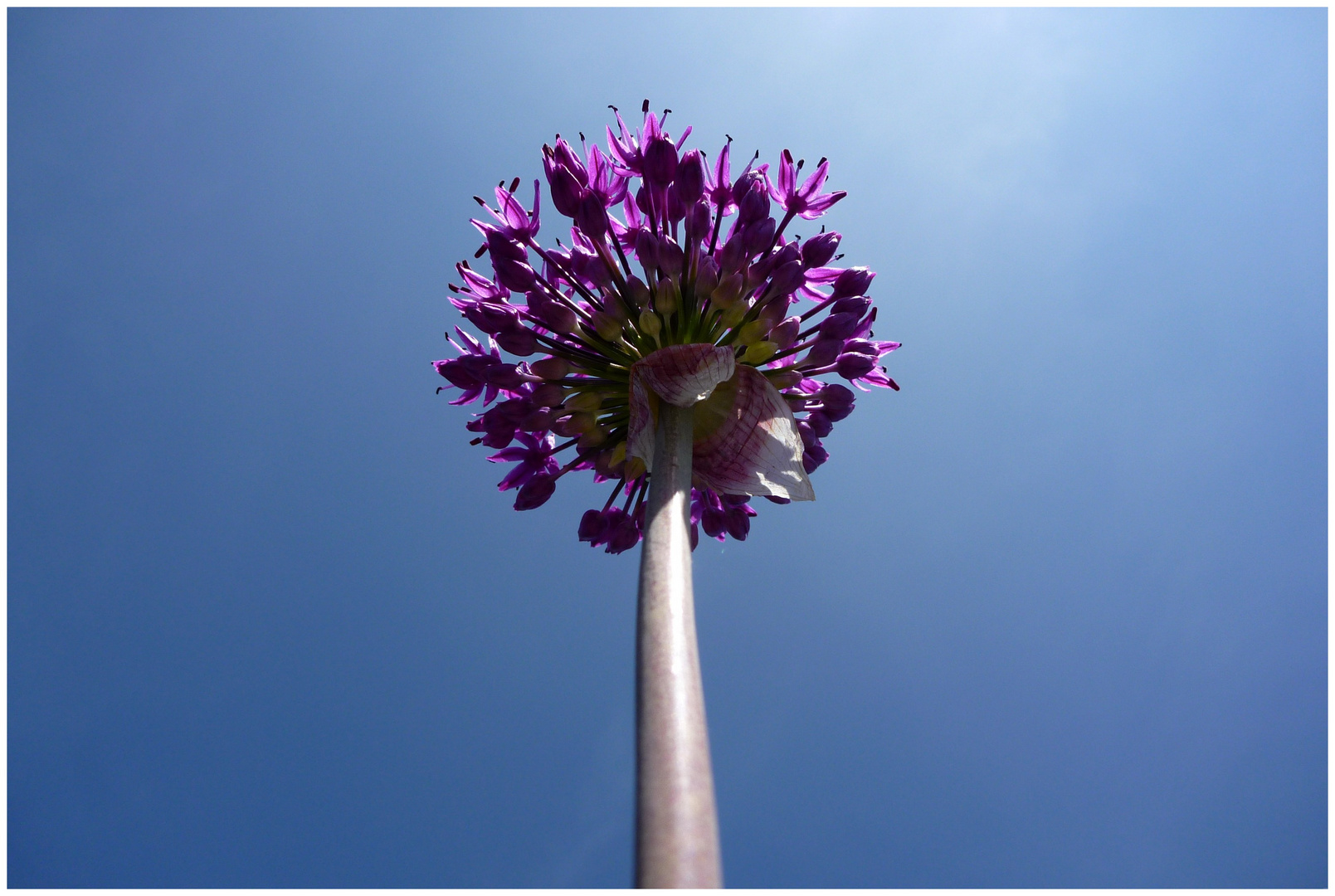 TV-Tower Flower