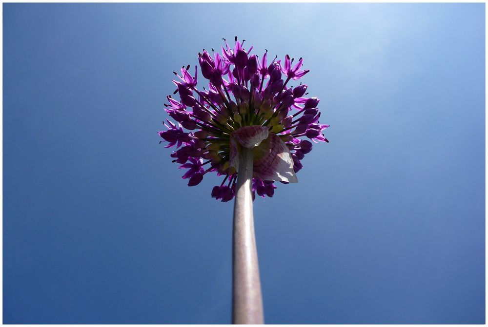 TV-Tower Flower by Rostfrei 