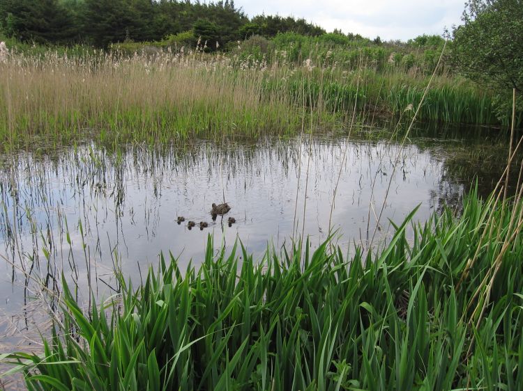 Tversted søerne in Dänemark