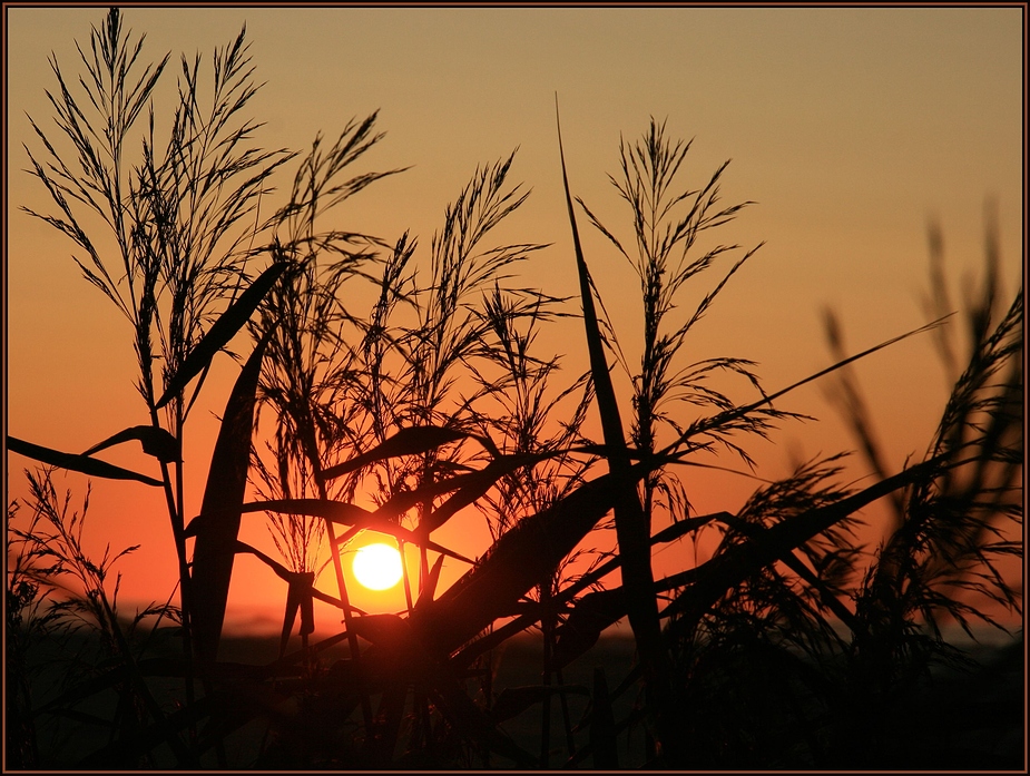 Tversted solnedgang V