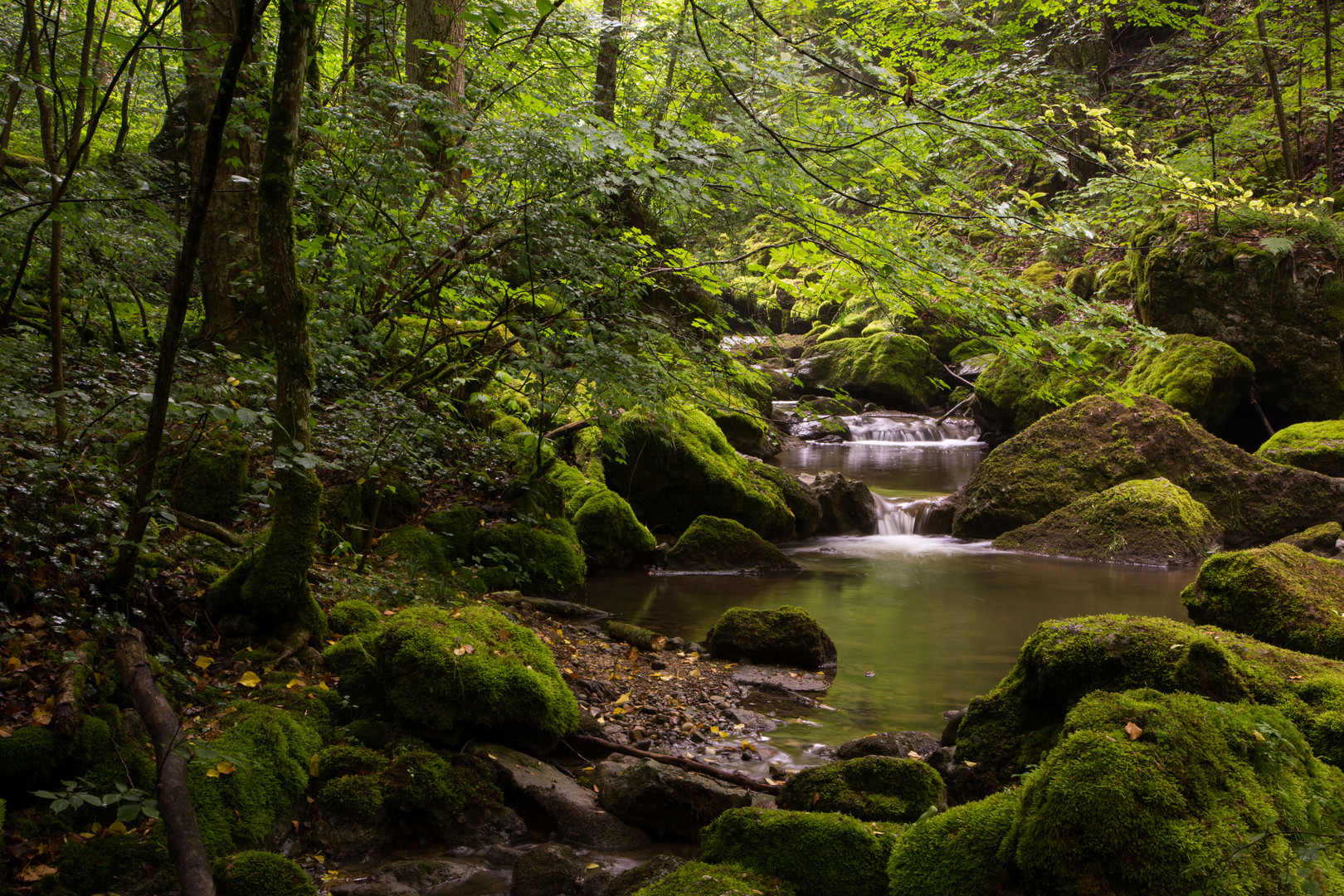 Twannbachschlucht, Mittelerde vor der Haustüre