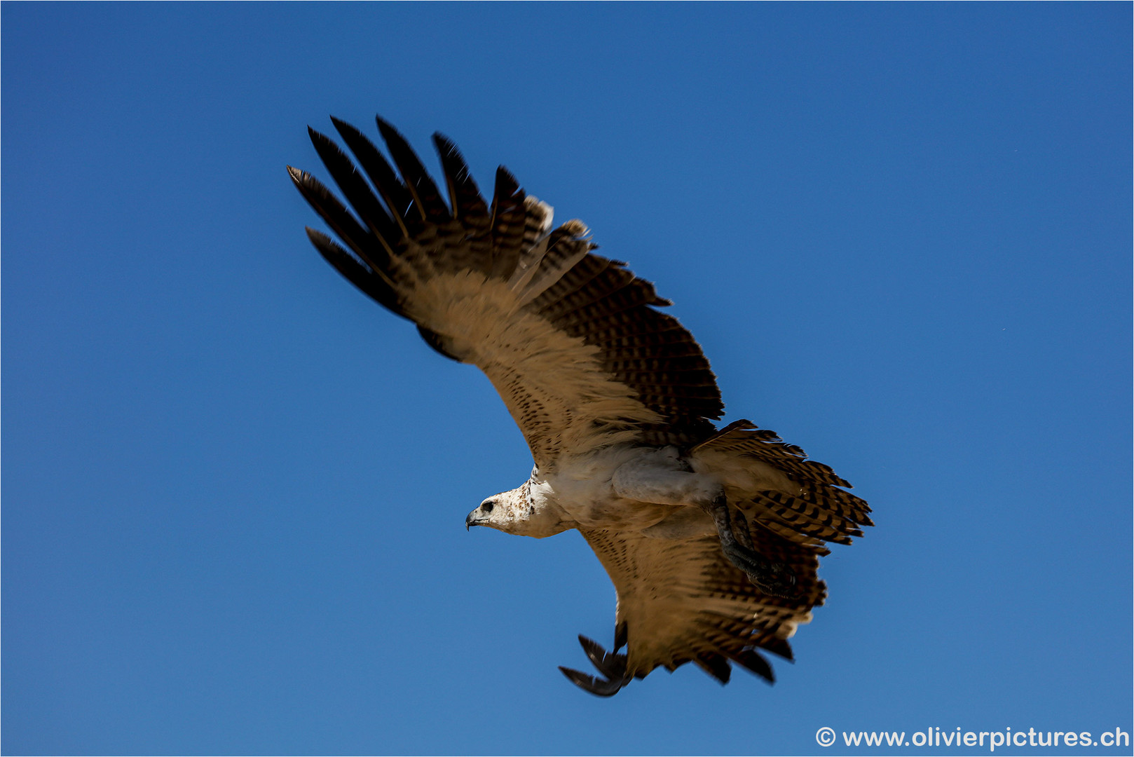 Twany_Eagle_EOS5DSR_1515