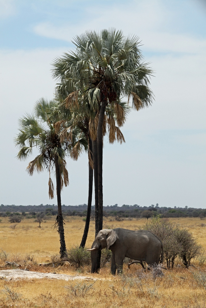 Twee Palms