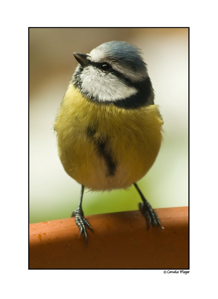 Tweety ignoriert Fotografen eiskalt