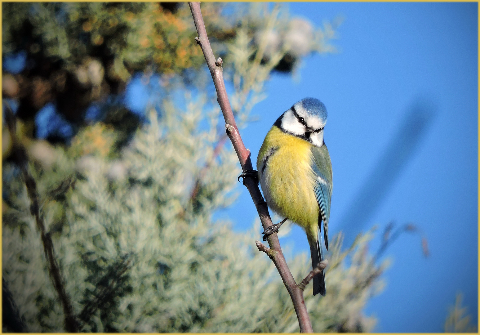  Tweety im Sonnenschein 