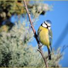  Tweety im Sonnenschein 