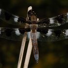 Twelve-spotted Skimmer