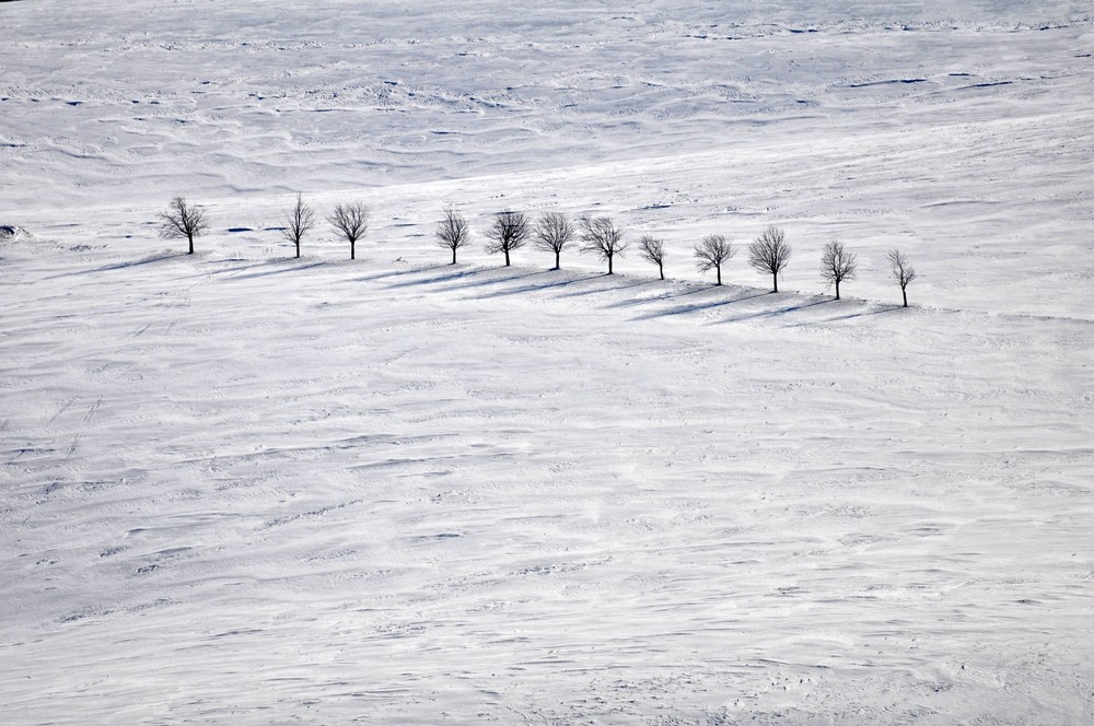 twelve trees