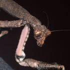 twig mantis