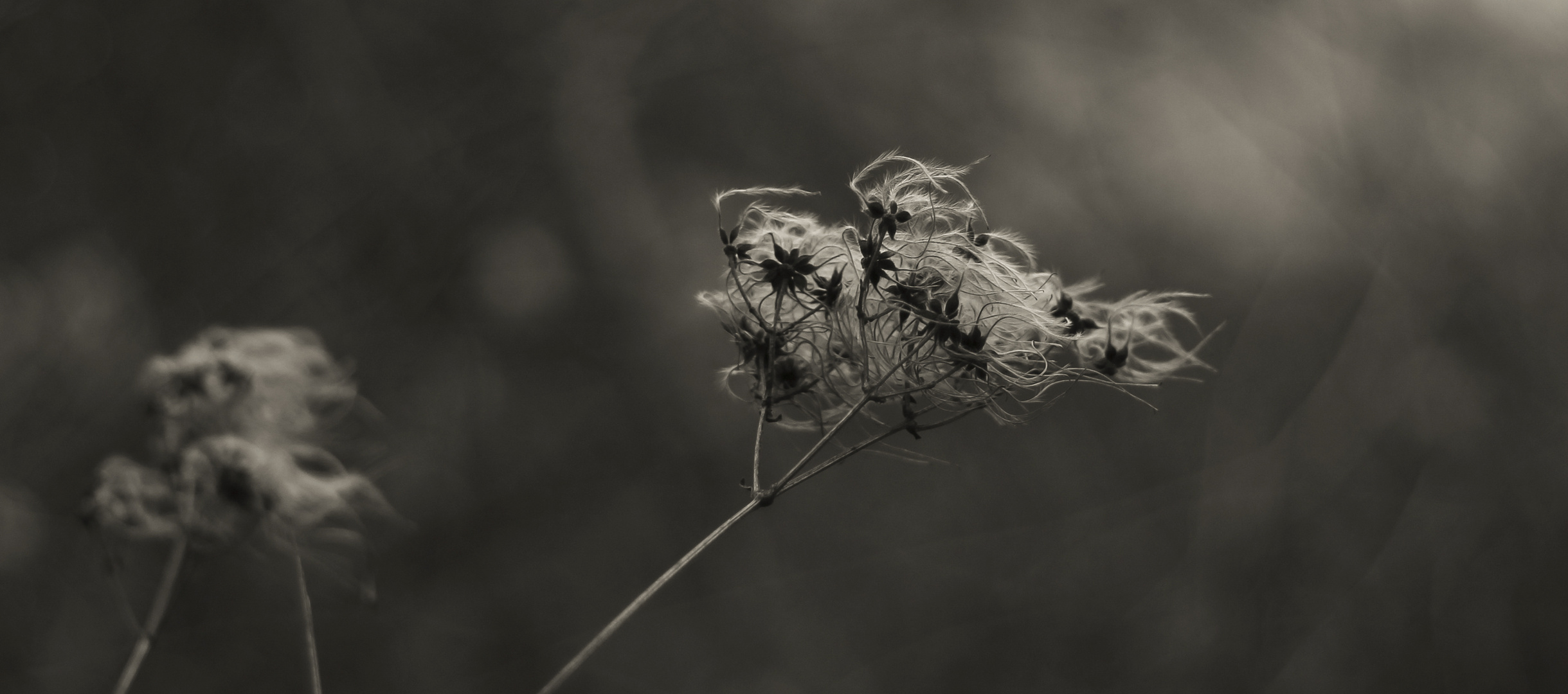 twigs in the wind