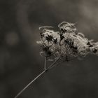 twigs in the wind