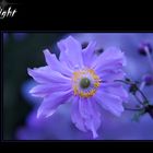 Twilight flower
