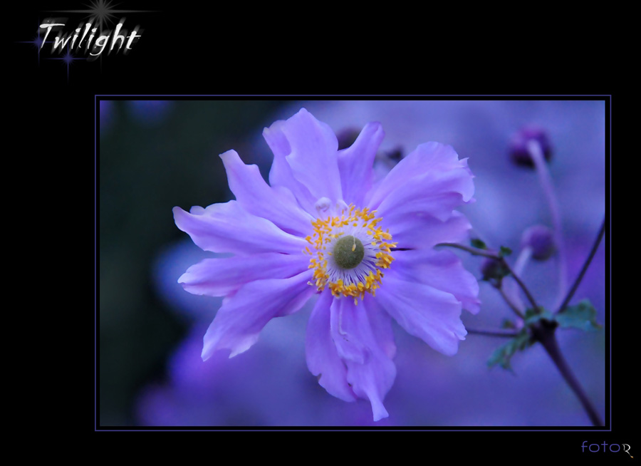 Twilight flower