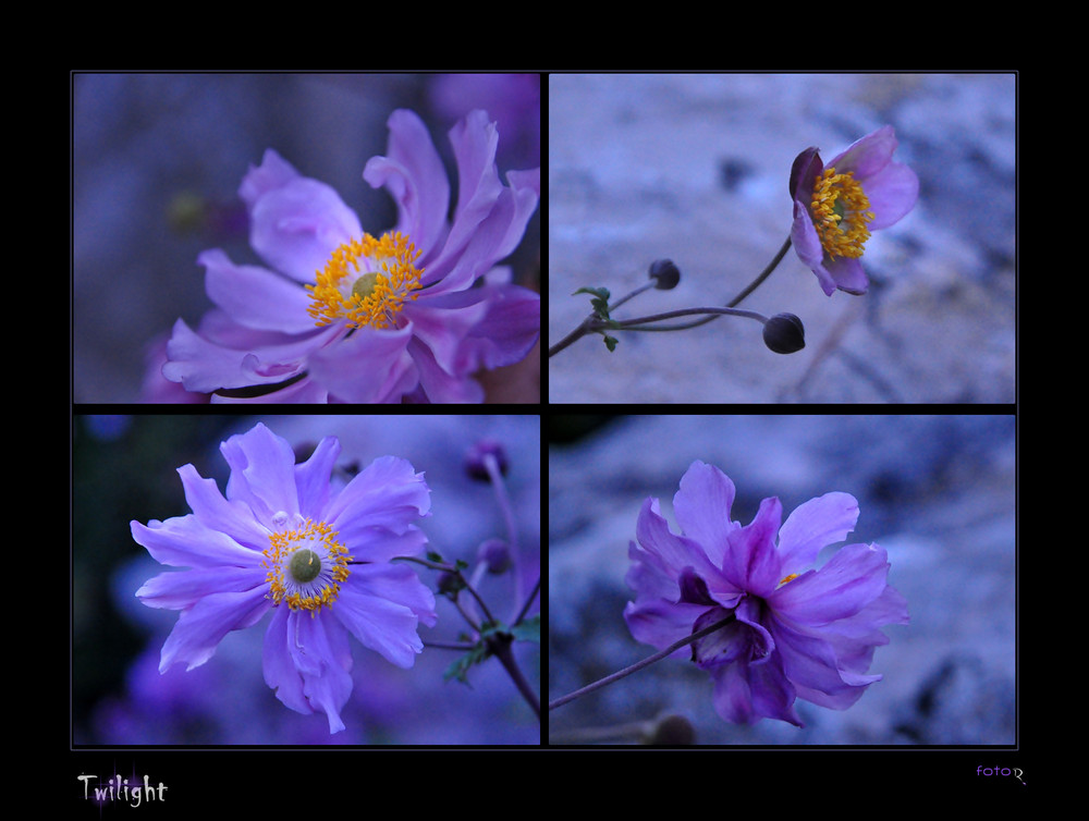 Twilight flowers