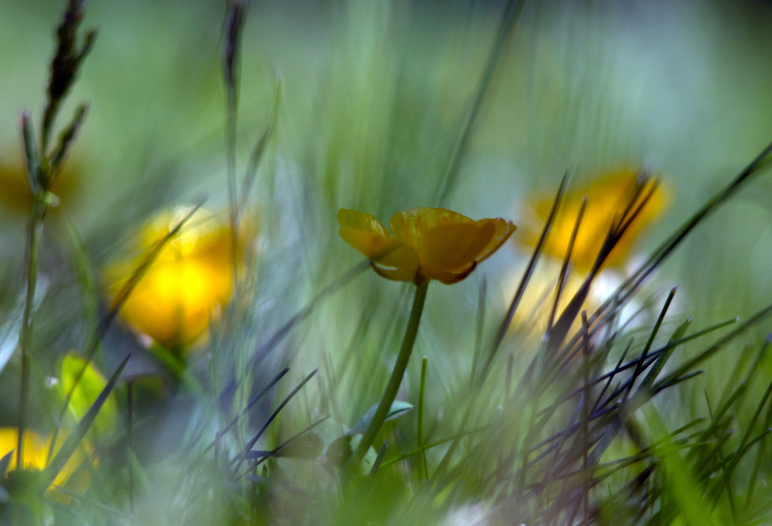 Twilight Garden