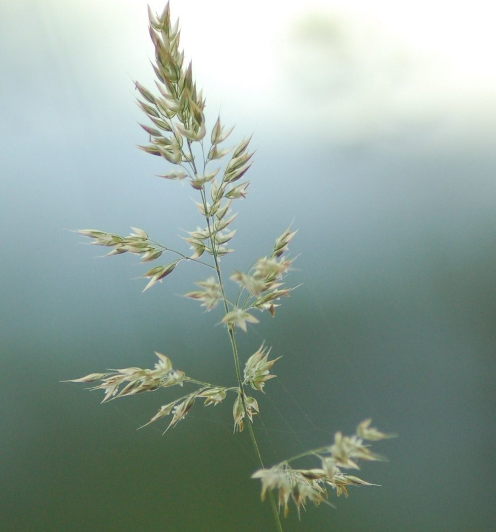 twilight grass.