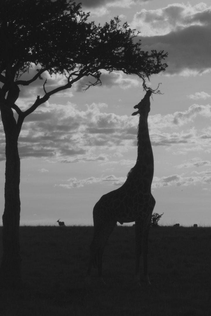 Twilight in Masai Mara