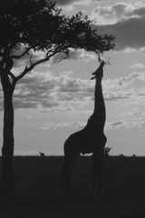 Twilight in Masai Mara