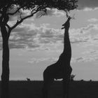 Twilight in Masai Mara