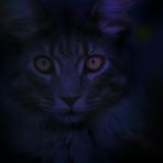  ... twilight Inspired