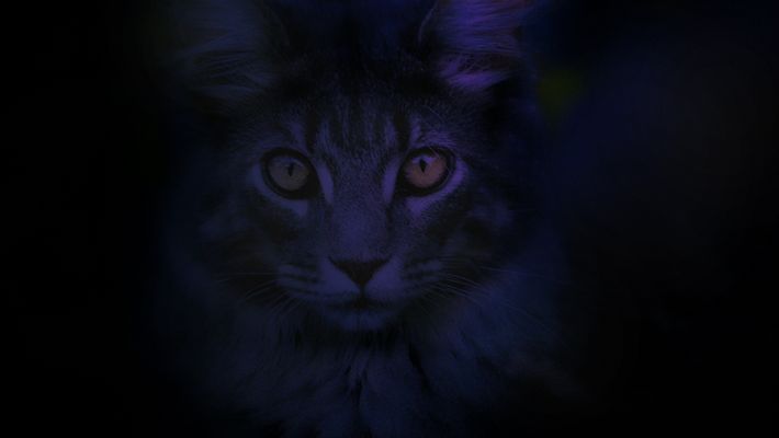 ... twilight Inspired