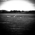 Twilight-sheeps