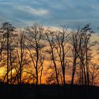 Twilight Silhouettes The Dance of Bare Branches