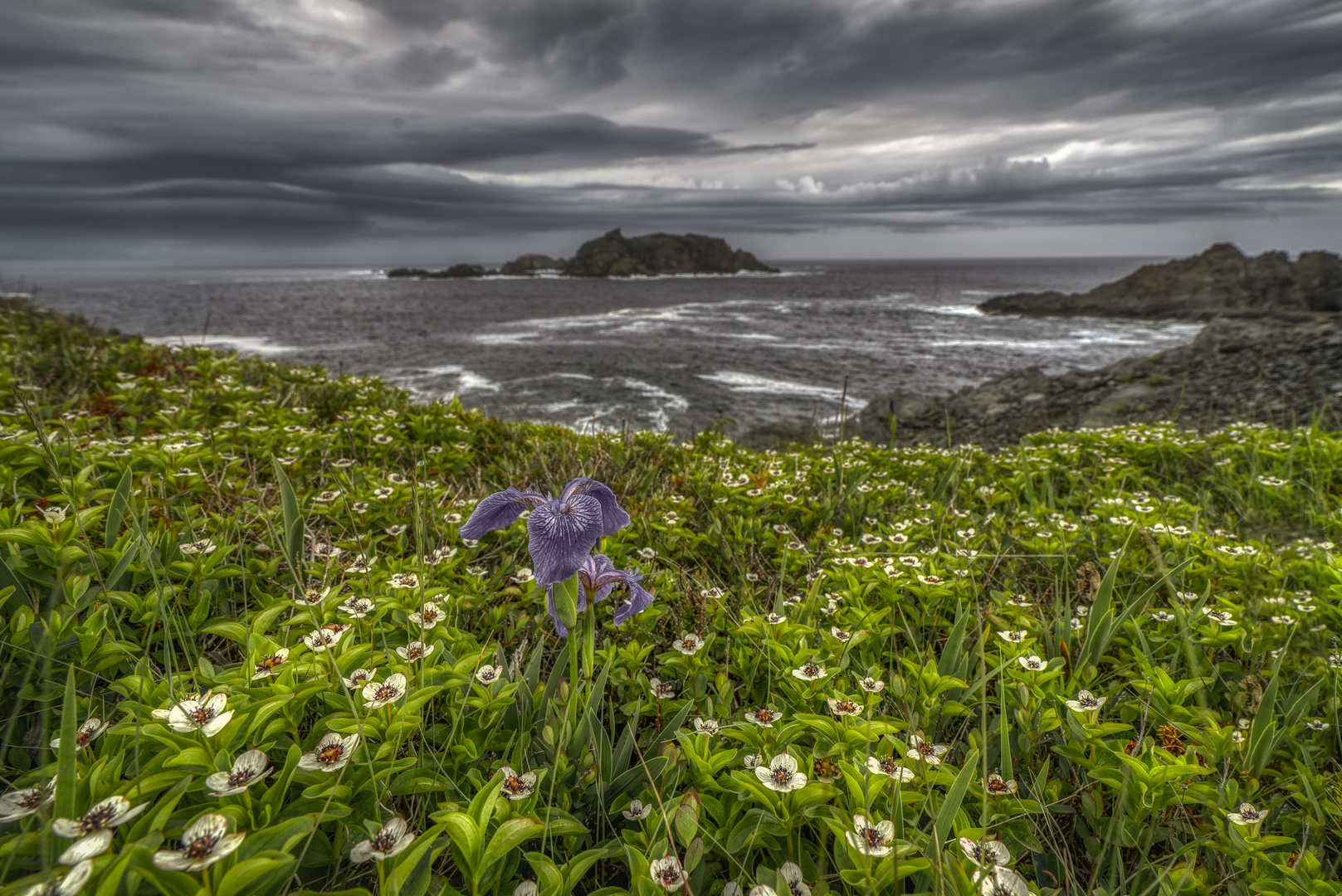 Twillingate 