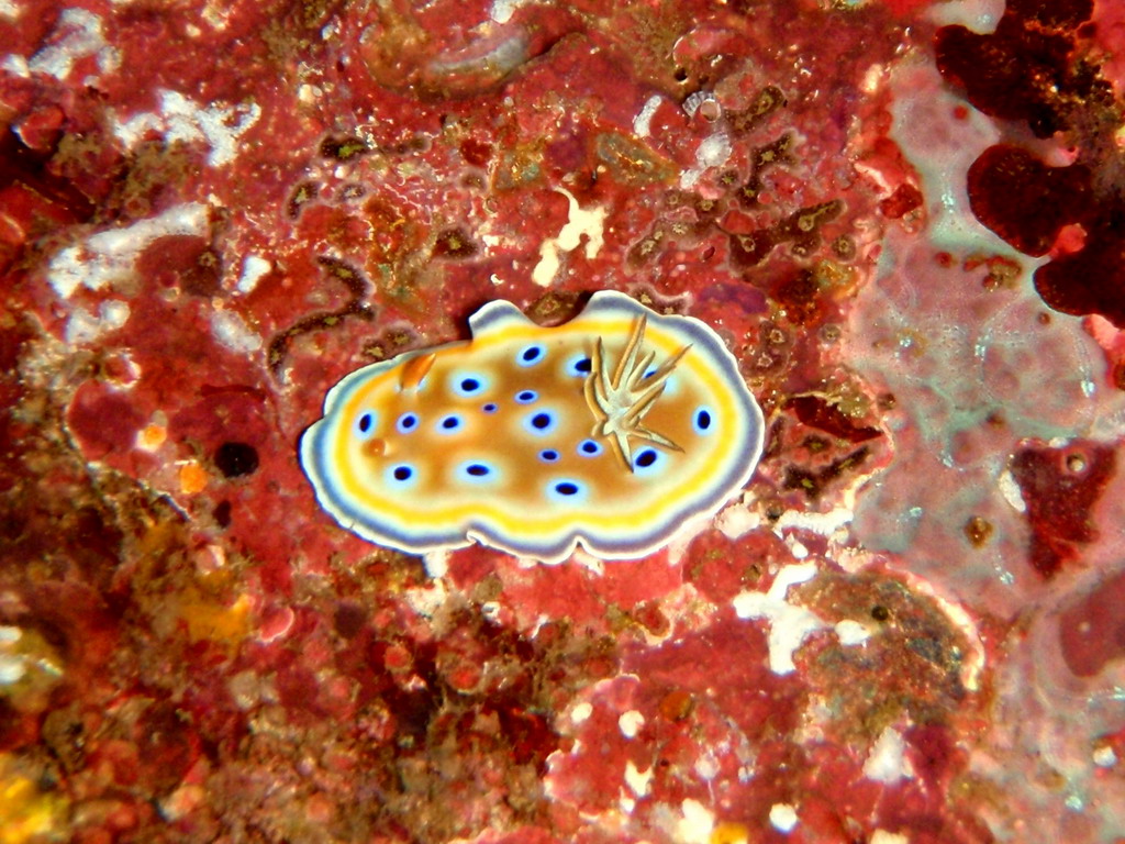 Twin Magnificent Nudibranch