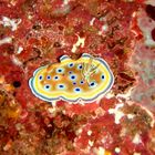Twin Magnificent Nudibranch