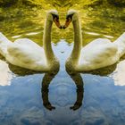 Twin Swans