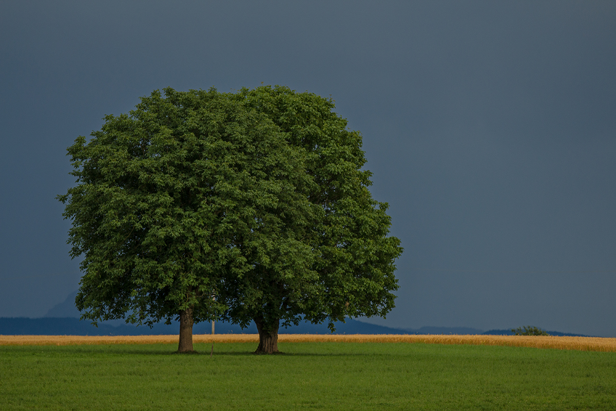 Twin Trees