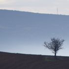 Twin trees in Fogisland...